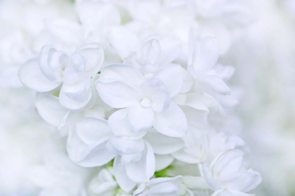 Tinh chất hoa trắng White Origin
