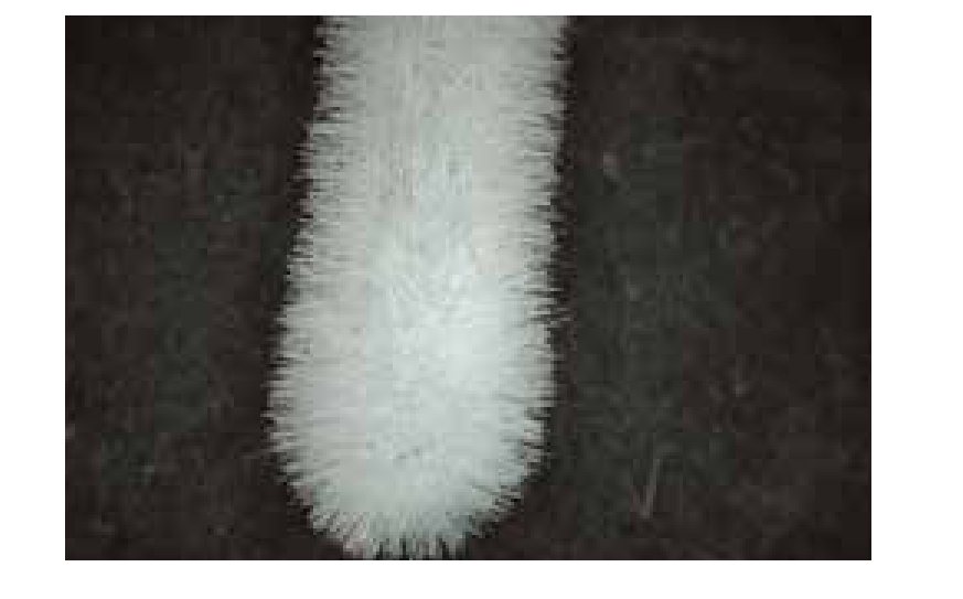 Que lấy mẫu (Flocked Swab)